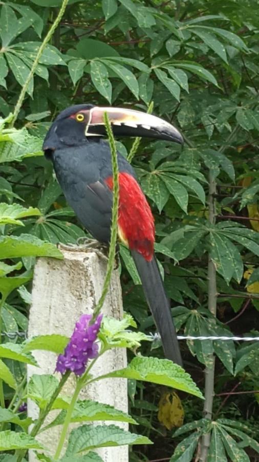 Villa Ceiba La Fortuna ภายนอก รูปภาพ