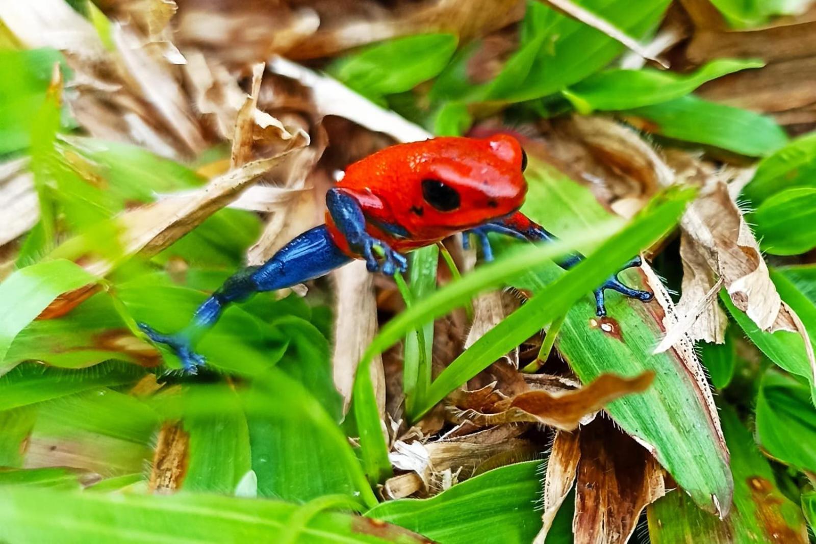 Villa Ceiba La Fortuna ภายนอก รูปภาพ