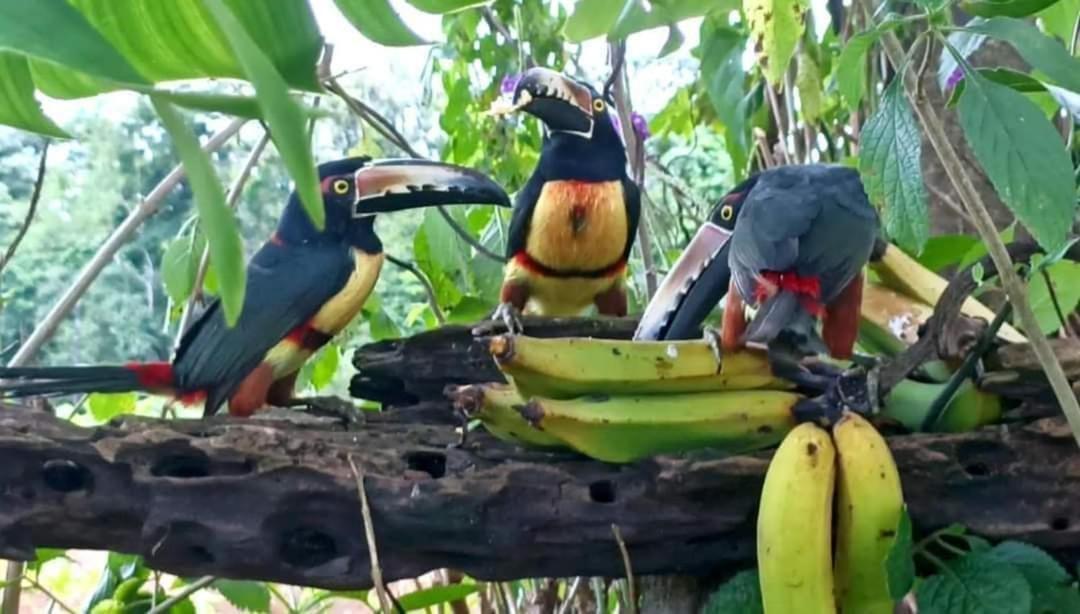 Villa Ceiba La Fortuna ภายนอก รูปภาพ