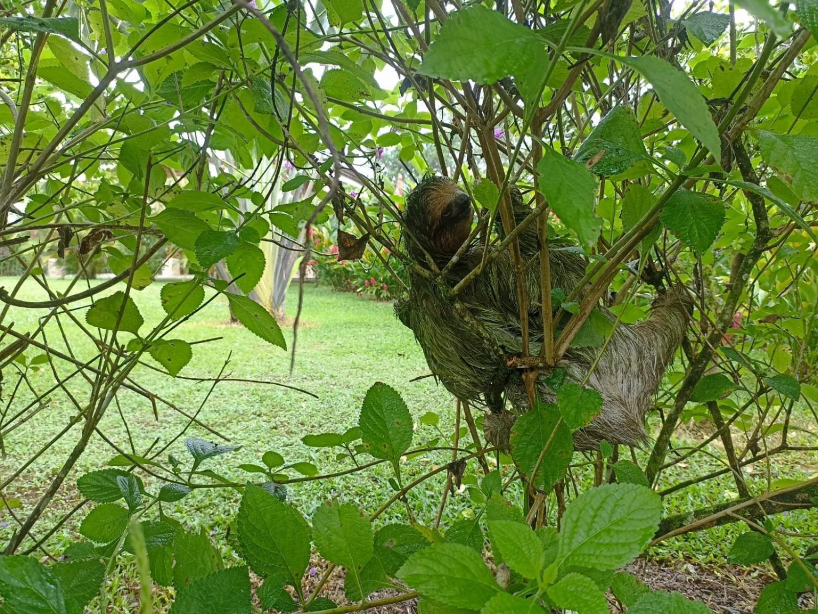 Villa Ceiba La Fortuna ภายนอก รูปภาพ